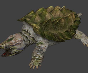 Alligator snapping turtle