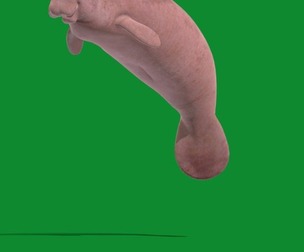 Manatee