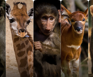 Animal Babies - Reference Photo Pack For Artists 422 JPEGs noAI
