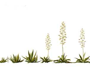 Agave americana - the century plant