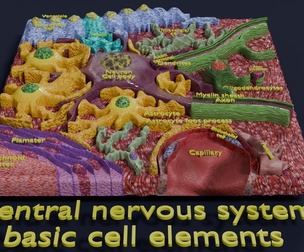 Glial cells Brain
