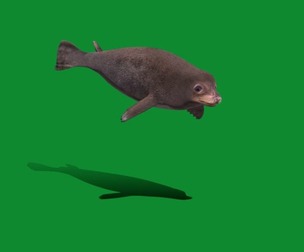 Common Seal