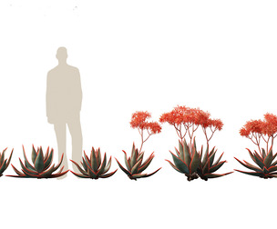 Aloe Striata - Coral Aloe