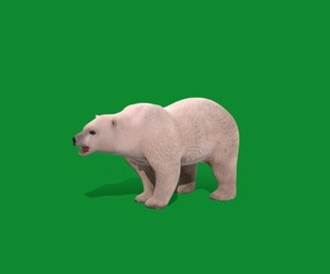 Polar Bear