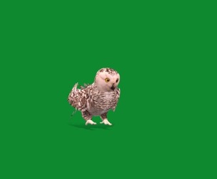 Snowy White Polar Owl