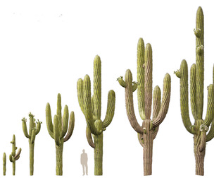 Carnegiea gigantea - Giant Saguaro