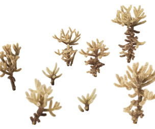 Cylindropuntia bigelovii - the teddy-bear cholla