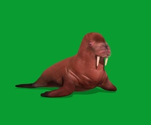 Walrus