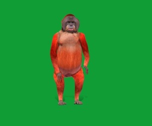 Orangutan Apes