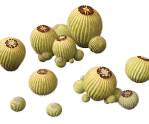 Echinocactus grusonii -  Golden Barrell Cactus (HighPoly And LowPoly Included)