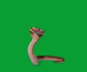 King Cobra Snake