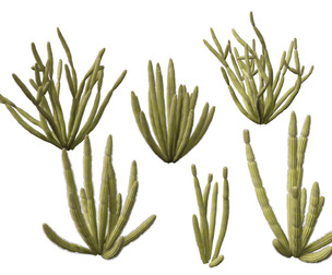 Stenocereus thurberi – organ pipe cactus
