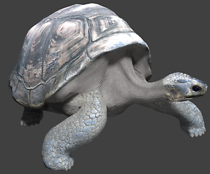 Galápagos tortoise