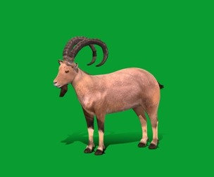 Nubian Ibex