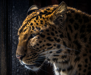 Wild Cats - Reference Photo Pack For Artists 399 JPEGs noAI