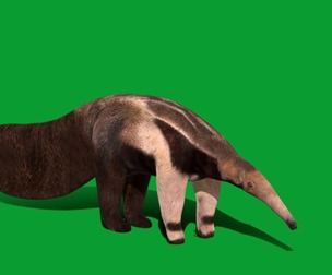 Giant Anteater