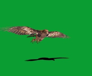 Golden Eagle Bird