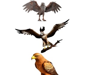 Majestic Eagle Display Model