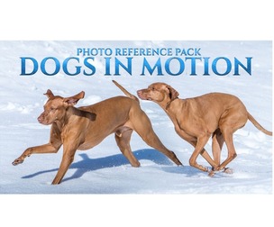 Dogs In Motion - Reference Photo Pack For Artists 464 JPEGs noAI