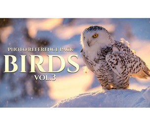 Birds Vol.3 - Reference Photo Pack For Artists 469 JPEGs noAI