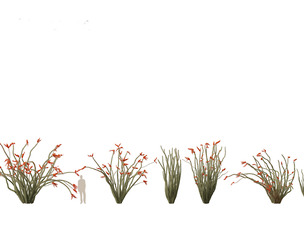 Fouquieria splendens - ocotillo