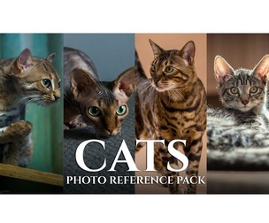 Cats - Reference Photo Pack For Artists 421 JPEGs noAI