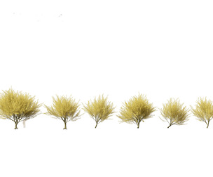 Parkinsonia florida - blue palo verde