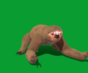 Two Toed Sloth