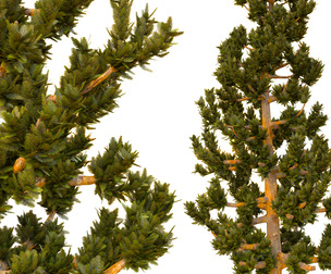 tree 12
