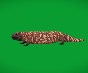 Gila Monster Lizard