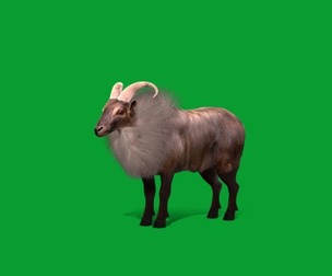 Himalayan Tahr Wild Goat