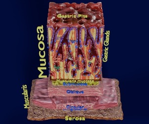 Stomach Gastric Gland cells histology