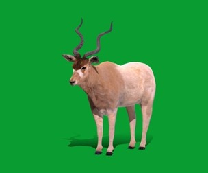 Addax Antelope