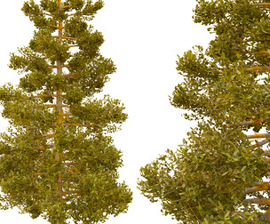 tree13