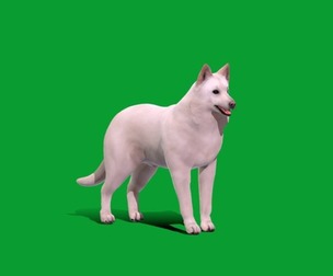 White Swiss Shepherd Dog