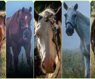 Horses - Reference Photo Pack For Artists 397 JPEGs noAI