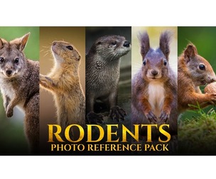 Rodents - Reference Photo Pack For Artists 178 JPEGs noAI