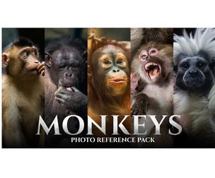 Monkeys vol.1 - Reference Photo Pack For Artists 159 JPEGs noAI