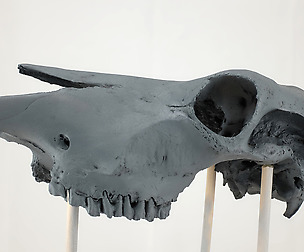 Cow Skull Reference Photos