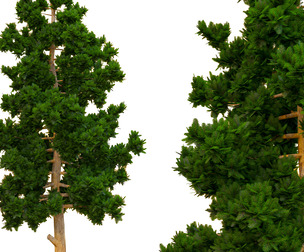 tree 14