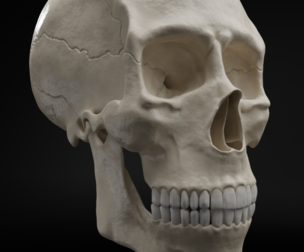 Realistic Human Skull High Poly and Low Poly Versions 3D Model