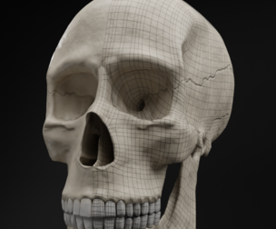 Low-Poly Realistic Human Skull 3D Model