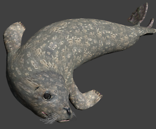 Earless seal