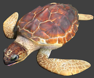 Sea turtle