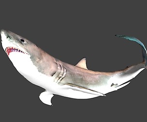 Great white shark