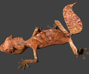 Satanic leaf gecko