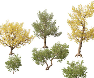 Populus fremontii – Fremont cottonwood 3D Model (HighPoly And LowPoly Included)