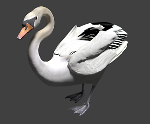 Swan