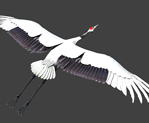Red-crowned crane