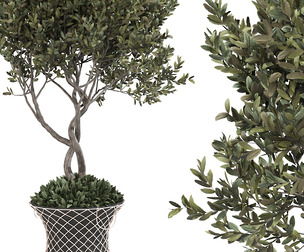 olive plant in pot